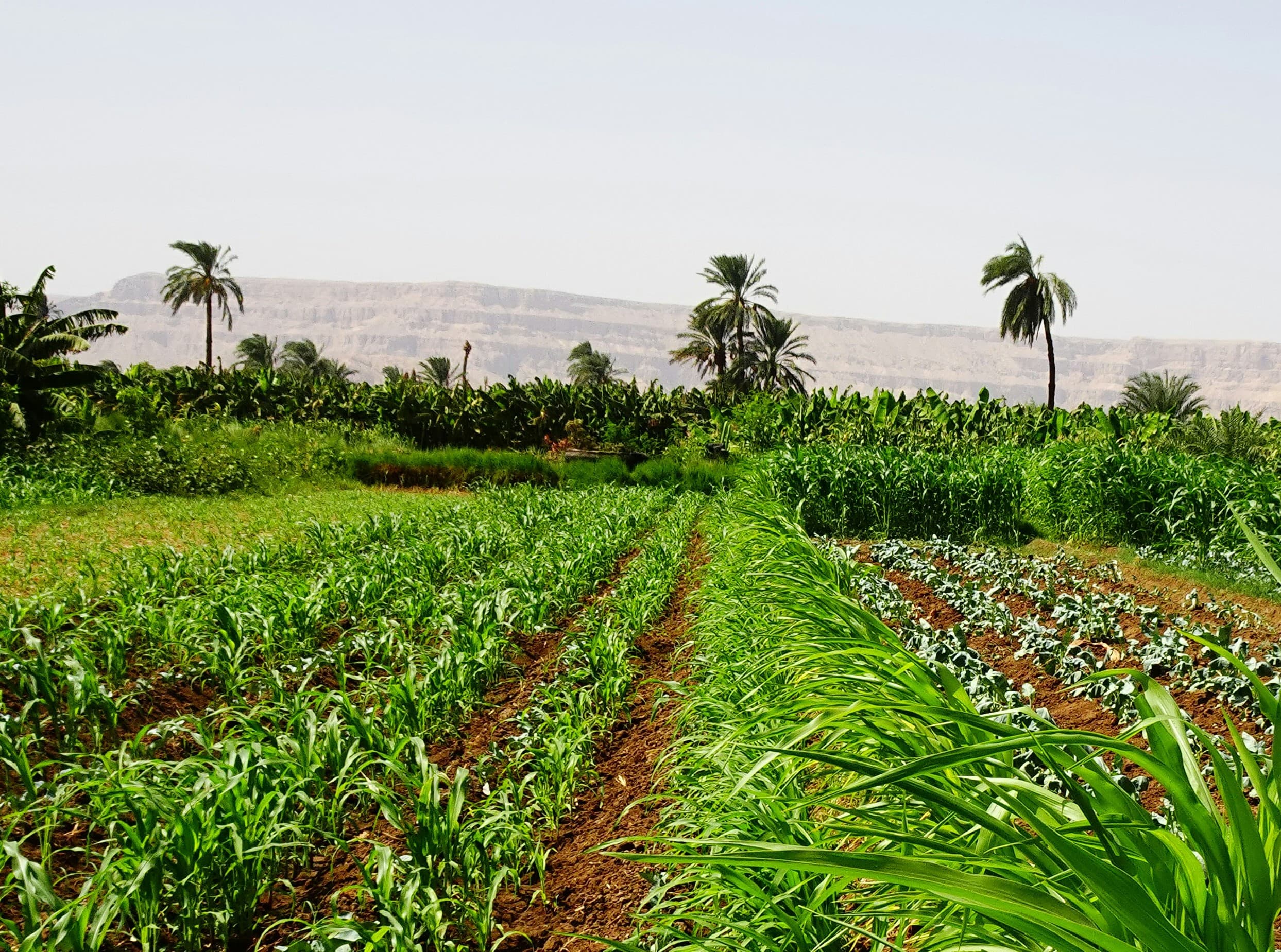 Produtor rural utilizando irrigação com desconto de energia elétrica
