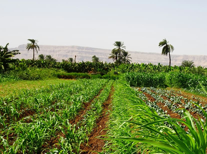 Produtor rural utilizando irrigação com desconto de energia elétrica